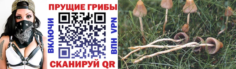 Галлюциногенные грибы ЛСД Балахна